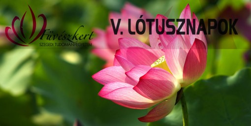 Lótusznapok 2012 Szeged  - Lótusznapok